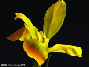 精品花卉與蔬菜素材圖片專(zhuān)題 自然之美一觸即達(dá)