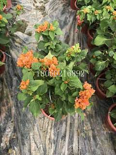 上海黃花三角梅 盆栽綠植與蔬菜的多功能魅力