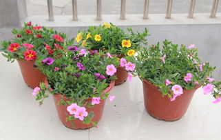 彩色牽?；ㄅ柙?易種花卉大苗，帶花爆盆的蔬菜園藝新寵