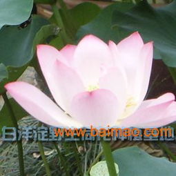 河北荷花苗優(yōu)惠出售——品質(zhì)優(yōu)良，價(jià)格親民