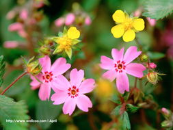 花卉攝影壁紙 一花一世界，捕捉自然的詩意瞬間