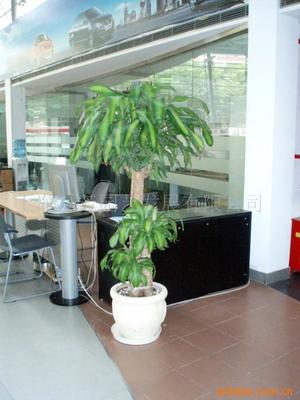 真花綠化花柱選購指南 價(jià)格、供應(yīng)與批發(fā)渠道解析