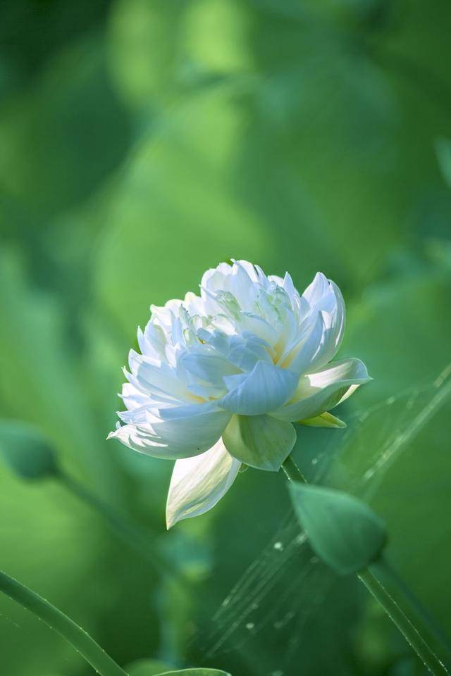 荷韻蔬香，雨中尋幽 花卉攝影與蔬菜美學(xué)的清涼對話